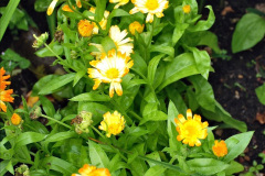 035.2023-07-24-Holme-Garden-Centre-Near-Wareham-Dorset.-35-