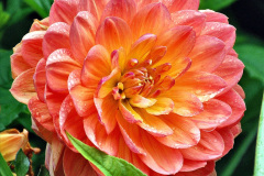 038.2023-07-24-Holme-Garden-Centre-Near-Wareham-Dorset.-38-