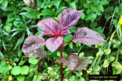 043.2023-07-24-Holme-Garden-Centre-Near-Wareham-Dorset.-43-