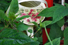 046.2023-07-24-Holme-Garden-Centre-Near-Wareham-Dorset.-46-