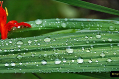 047.2023-07-24-Holme-Garden-Centre-Near-Wareham-Dorset.-47-