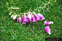 052.2023-07-24-Holme-Garden-Centre-Near-Wareham-Dorset.-52-