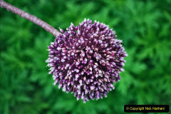 057.2023-07-24-Holme-Garden-Centre-Near-Wareham-Dorset.-57-