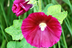 067.2023-07-24-Holme-Garden-Centre-Near-Wareham-Dorset.-67-