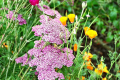 069.2023-07-24-Holme-Garden-Centre-Near-Wareham-Dorset.-69-