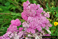 070.2023-07-24-Holme-Garden-Centre-Near-Wareham-Dorset.-70-