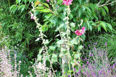 073.2023-07-24-Holme-Garden-Centre-Near-Wareham-Dorset.-73-