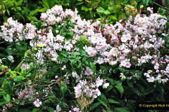 076.2023-07-24-Holme-Garden-Centre-Near-Wareham-Dorset.-76-