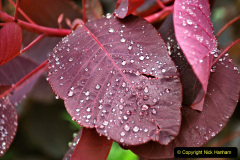 079.2023-07-24-Holme-Garden-Centre-Near-Wareham-Dorset.-79-