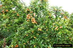 081.2023-07-24-Holme-Garden-Centre-Near-Wareham-Dorset.-81-