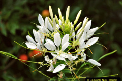 083.2023-07-24-Holme-Garden-Centre-Near-Wareham-Dorset.-83-