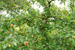 091.2023-07-24-Holme-Garden-Centre-Near-Wareham-Dorset.-91-