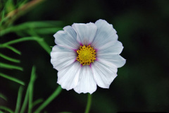 096.2023-07-24-Holme-Garden-Centre-Near-Wareham-Dorset.-96-