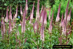 099.2023-07-24-Holme-Garden-Centre-Near-Wareham-Dorset.-99-