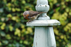 102.2023-07-24-Holme-Garden-Centre-Near-Wareham-Dorset.-102-