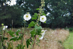 103.2023-07-24-Holme-Garden-Centre-Near-Wareham-Dorset.-103-