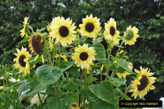 107.2023-07-24-Holme-Garden-Centre-Near-Wareham-Dorset.-107-