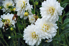 110.2023-07-24-Holme-Garden-Centre-Near-Wareham-Dorset.-110-