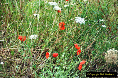 114.2023-07-24-Holme-Garden-Centre-Near-Wareham-Dorset.-114-