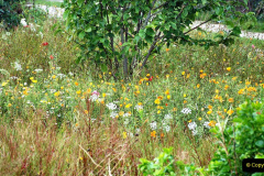 117.2023-07-24-Holme-Garden-Centre-Near-Wareham-Dorset.-117-