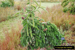 118.2023-07-24-Holme-Garden-Centre-Near-Wareham-Dorset.-118-