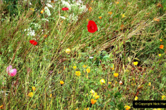 119.2023-07-24-Holme-Garden-Centre-Near-Wareham-Dorset.-119-