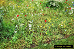 120.2023-07-24-Holme-Garden-Centre-Near-Wareham-Dorset.-120-