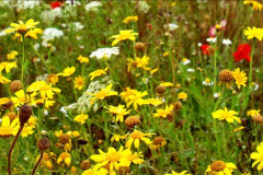 122.2023-07-24-Holme-Garden-Centre-Near-Wareham-Dorset.-122-