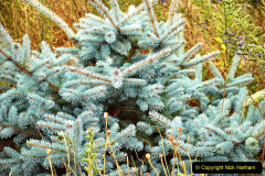 125.2023-07-24-Holme-Garden-Centre-Near-Wareham-Dorset.-125-