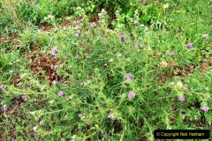 127.2023-07-24-Holme-Garden-Centre-Near-Wareham-Dorset.-127-