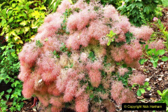 130.2023-07-24-Holme-Garden-Centre-Near-Wareham-Dorset.-130-