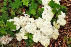 133.2023-07-24-Holme-Garden-Centre-Near-Wareham-Dorset.-133-