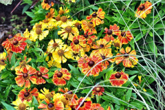 139.2023-07-24-Holme-Garden-Centre-Near-Wareham-Dorset.-139-