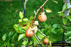 141.2023-07-24-Holme-Garden-Centre-Near-Wareham-Dorset.-141-