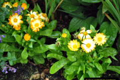 153.2023-07-24-Holme-Garden-Centre-Near-Wareham-Dorset.-153-