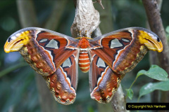 2023 July 27 Moths & Butterflies