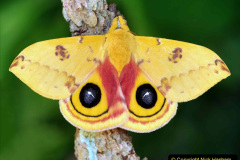 004.2023-07-27-Moths-Butterflies.-4-