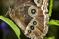 013.2023-07-27-Moths-Butterflies.-13-