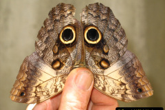 024.2023-07-27-Moths-Butterflies.-24-