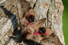 028.2023-07-27-Moths-Butterflies.-28-