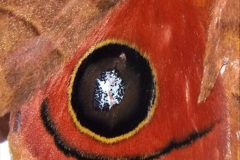 029.2023-07-27-Moths-Butterflies.-29-