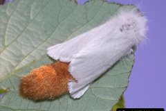 043.2023-07-27-Moths-Butterflies.-43-