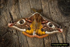 055.2023-07-27-Moths-Butterflies.-55-