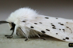 056.2023-07-27-Moths-Butterflies.-56-