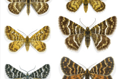 057.2023-07-27-Moths-Butterflies.-57-