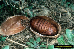 067.2023-07-27-Moths-Butterflies.-67-