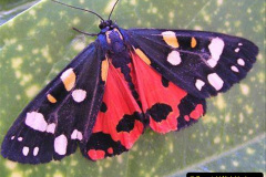 069.2023-07-27-Moths-Butterflies.-69-