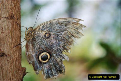 071.2023-07-27-Moths-Butterflies.-71-