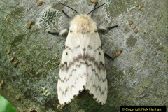074.2023-07-27-Moths-Butterflies.-74-