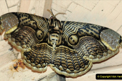 075.2023-07-27-Moths-Butterflies.-75-